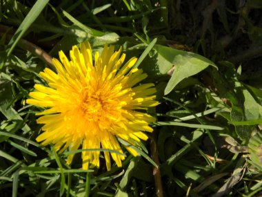 Sıradan yaban domuzu (Şırınga bayağılığı))          