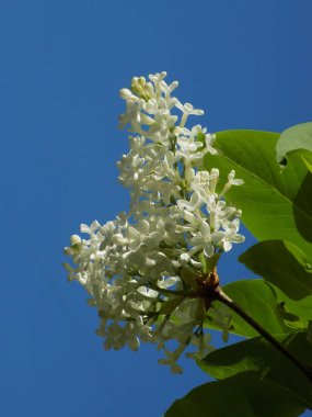 Sıradan yaban domuzu (Şırınga bayağılığı))          
