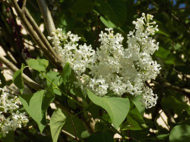Sıradan yaban domuzu (Şırınga bayağılığı))          