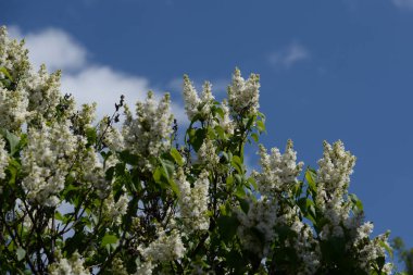 Sıradan yaban domuzu (Şırınga bayağılığı)) 