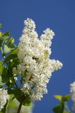 Sıradan yaban domuzu (Şırınga bayağılığı)) 