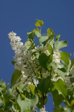 Sıradan yaban domuzu (Şırınga bayağılığı)) 