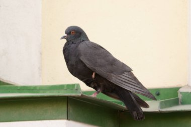 Gri güvercin (Columba Livia)