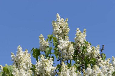 Sıradan yaban domuzu (Şırınga bayağılığı)) 