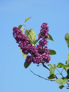 Sıradan yaban domuzu (Şırınga bayağılığı)) 