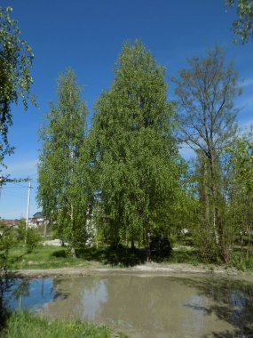 Gölün kıyısında          