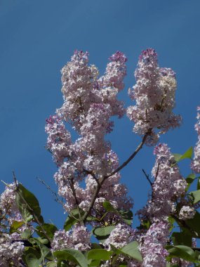 Sıradan yaban domuzu (Şırınga bayağılığı)) 