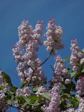 Sıradan yaban domuzu (Şırınga bayağılığı)) 