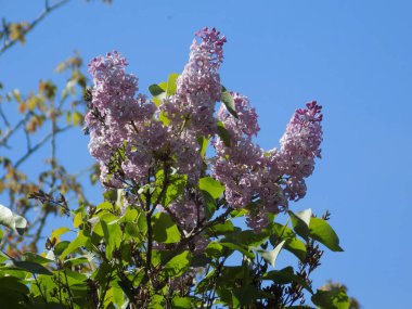 Sıradan yaban domuzu (Şırınga bayağılığı)) 