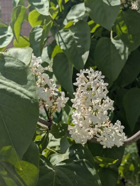 Sıradan yaban domuzu (Şırınga bayağılığı)) 