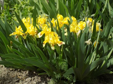 Horozlar veya irisler (Latin Iris)          