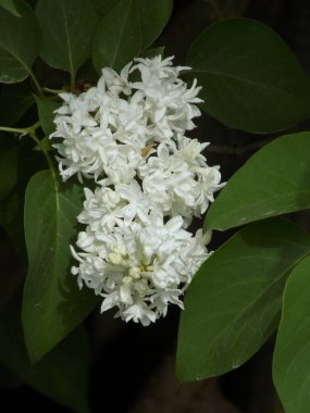 Sıradan yaban domuzu (Şırınga bayağılığı))           