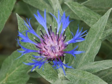 Dağ çiçeği (lat. Centaurea montana, Asteraceae familyasından bir bitki türü..          