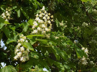 Chestnut (Castanea Tourn), kayın familyasından bir yaprak ağacı cinsidir.          