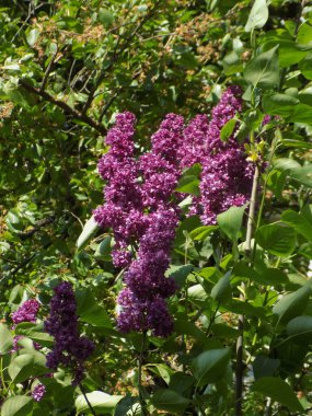 Sıradan yaban domuzu (Şırınga bayağılığı))           