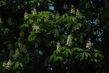 Chestnut (Castanea Tourn), kayın familyasından bir yaprak ağacı cinsidir.