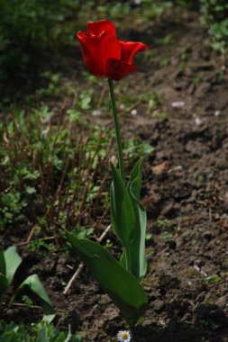 Bahçe lalesi (Tulipa gesneriana), zambak familyasından bir bitki türü.