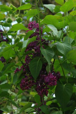 Sıradan yaban domuzu (Şırınga bayağılığı)) 