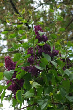 Sıradan yaban domuzu (Şırınga bayağılığı)) 