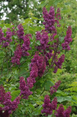 Sıradan yaban domuzu (Şırınga bayağılığı)) 