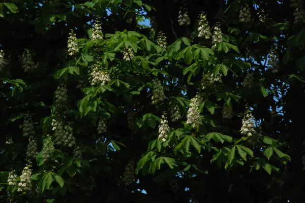 Chestnut (Castanea Tourn), kayın familyasından bir yaprak ağacı cinsidir.