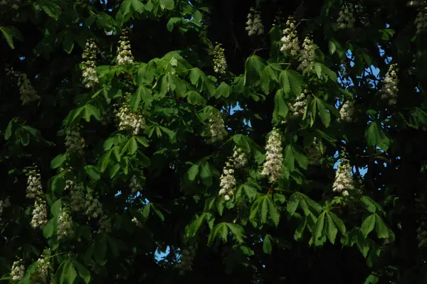 Chestnut (Castanea Tourn), kayın familyasından bir yaprak ağacı cinsidir.