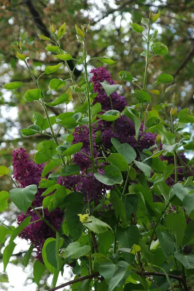 Sıradan yaban domuzu (Şırınga bayağılığı)) 