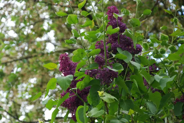 Sıradan yaban domuzu (Şırınga bayağılığı)) 