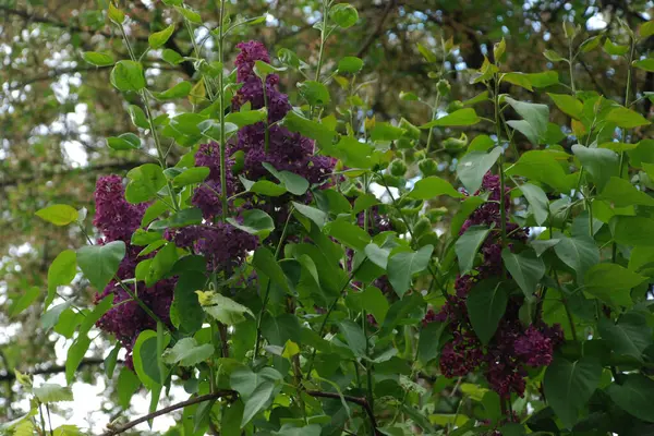 Sıradan yaban domuzu (Şırınga bayağılığı)) 