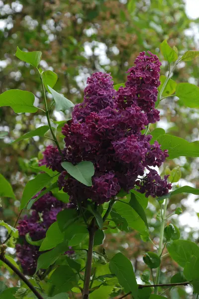 Sıradan yaban domuzu (Şırınga bayağılığı)) 
