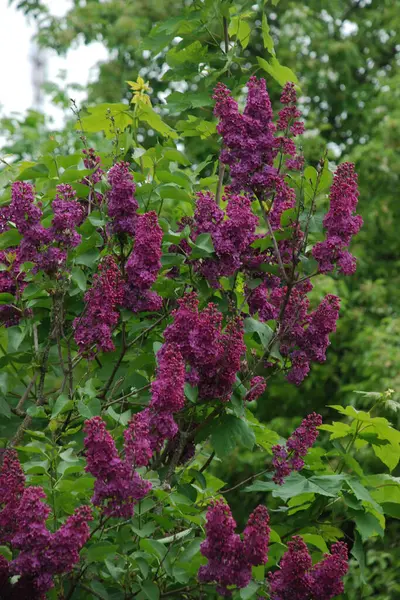 Sıradan yaban domuzu (Şırınga bayağılığı)) 