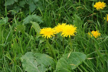 Sıradan yaban domuzu (Şırınga bayağılığı)) 