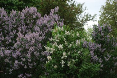 Sıradan yaban domuzu (Şırınga bayağılığı)) 