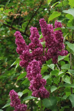 Sıradan yaban domuzu (Şırınga bayağılığı)) 