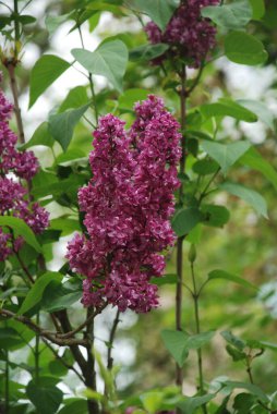 Sıradan yaban domuzu (Şırınga bayağılığı)) 