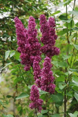 Sıradan yaban domuzu (Şırınga bayağılığı)) 