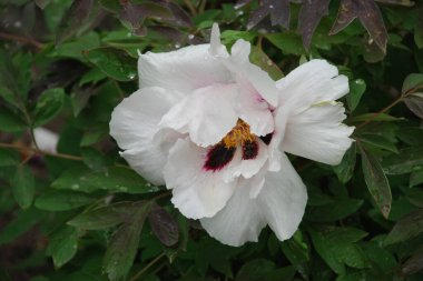 Asteraceae, blue, cornflower, flower, flower, flower, green, herbaceous, Mountain Cornflower, always nial, flower, plant, stem, wild plant