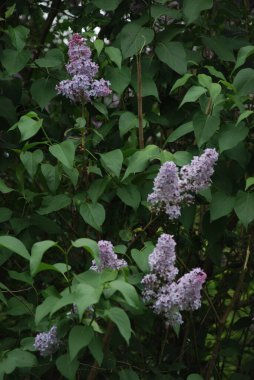 Sıradan yaban domuzu (Şırınga bayağılığı)) 