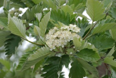 Yaygın dağ külleri (Sorbus aucuparia)