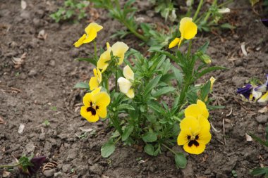 Üç renkli menekşe, vahşi nonoş (Viola üç renkli L.)