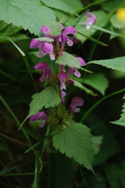 Orman menekşesi (Viola reichenbachiana)