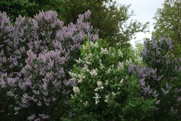 Sıradan yaban domuzu (Şırınga bayağılığı)) 