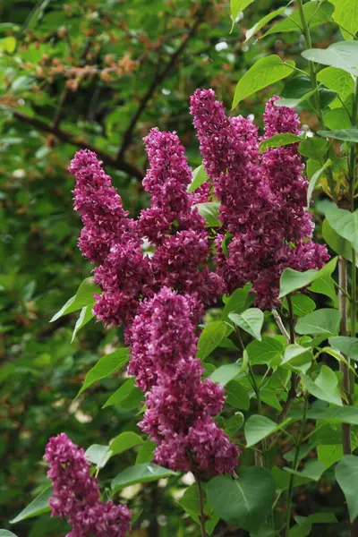 Sıradan yaban domuzu (Şırınga bayağılığı)) 