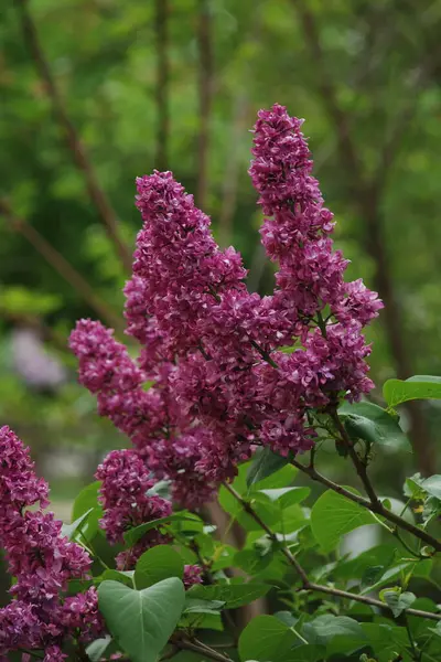 Sıradan yaban domuzu (Şırınga bayağılığı)) 