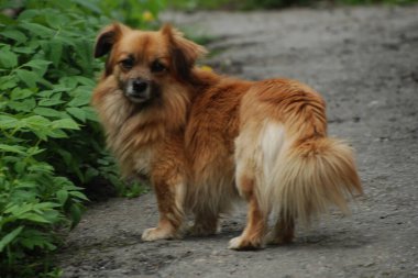 Köpek ya da evcil köpek (Canis lupus familiaris))  