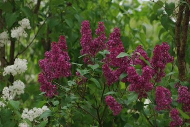 Sıradan yaban domuzu (Şırınga bayağılığı)) 