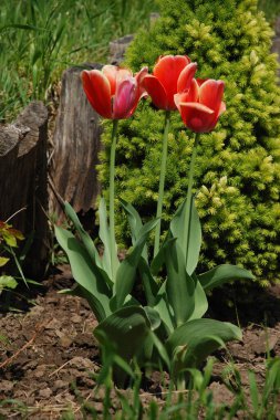 Bahçe lalesi (Tulipa gesneriana), zambak familyasından bir bitki türü. 