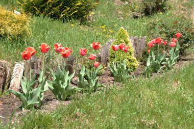 Bahçe lalesi (Tulipa gesneriana), zambak familyasından bir bitki türü. 