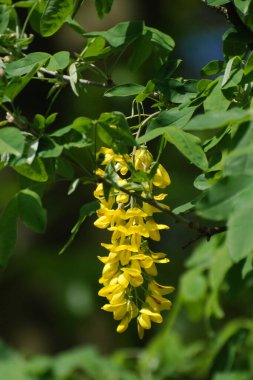 Altın yağmur veya Laburnum (lat. Laburnum)