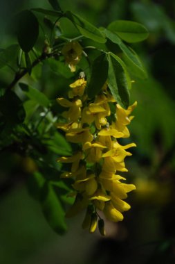 Altın yağmur veya Laburnum (lat. Laburnum)